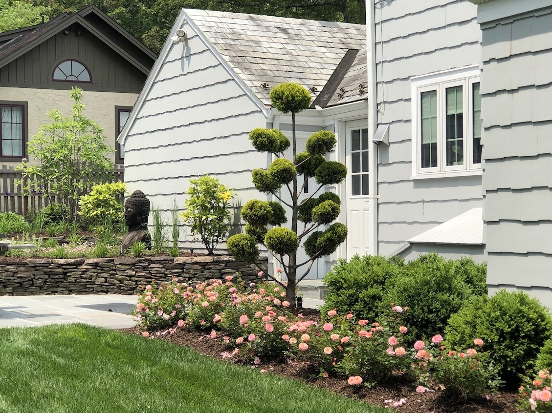 Native plantings and roses in NJ home.jpg
